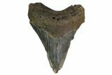 Serrated, Fossil Megalodon Tooth - Georgia #158746-1